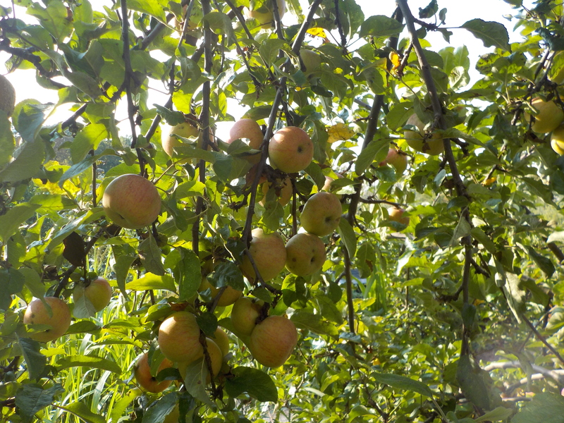 [view from the apple tree]